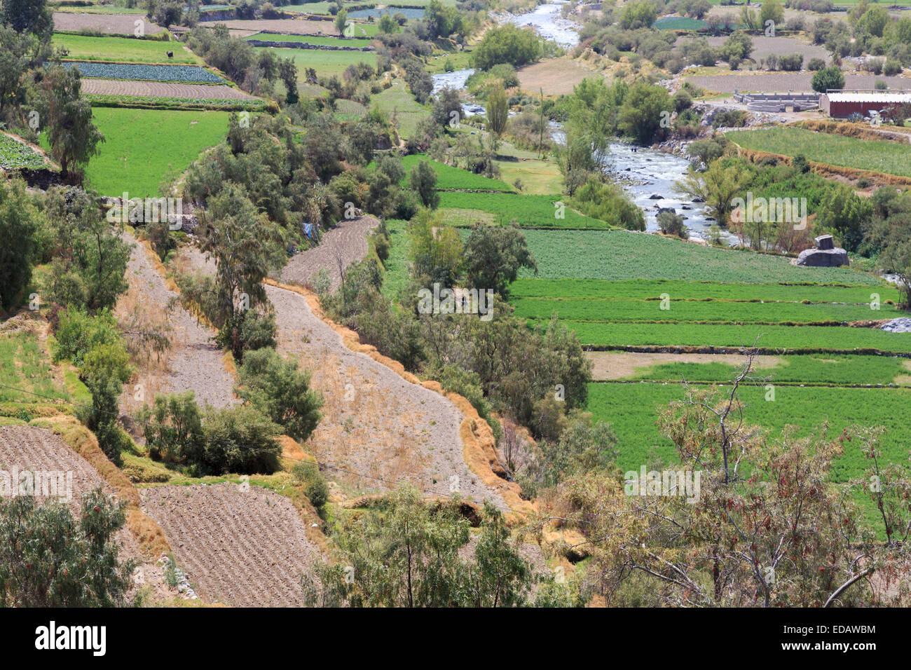 Agricoltura peruviana negli altipiani andini: campi e terrazze nel Canyon del Colca nella valle formata dal Rio Colca, nei pressi di Arequipa, Perù Foto Stock