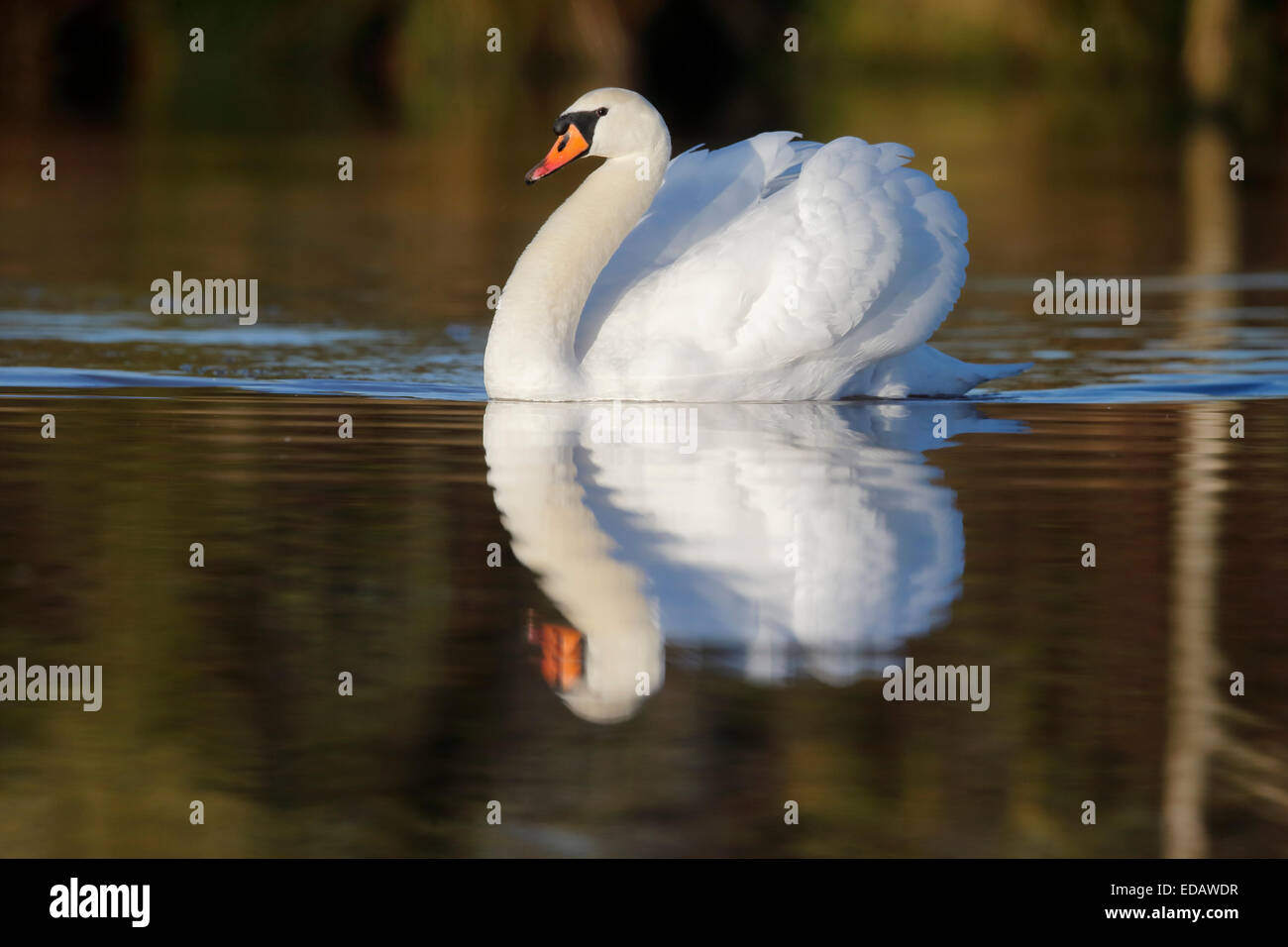 Cigno,Cygnus olor, singolo uccello sull'acqua, Warwickshire, Dicembre 2014 Foto Stock