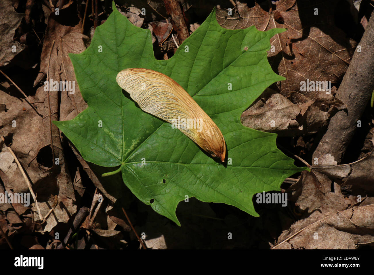Maple seme sulla lamina Ohio Foto Stock