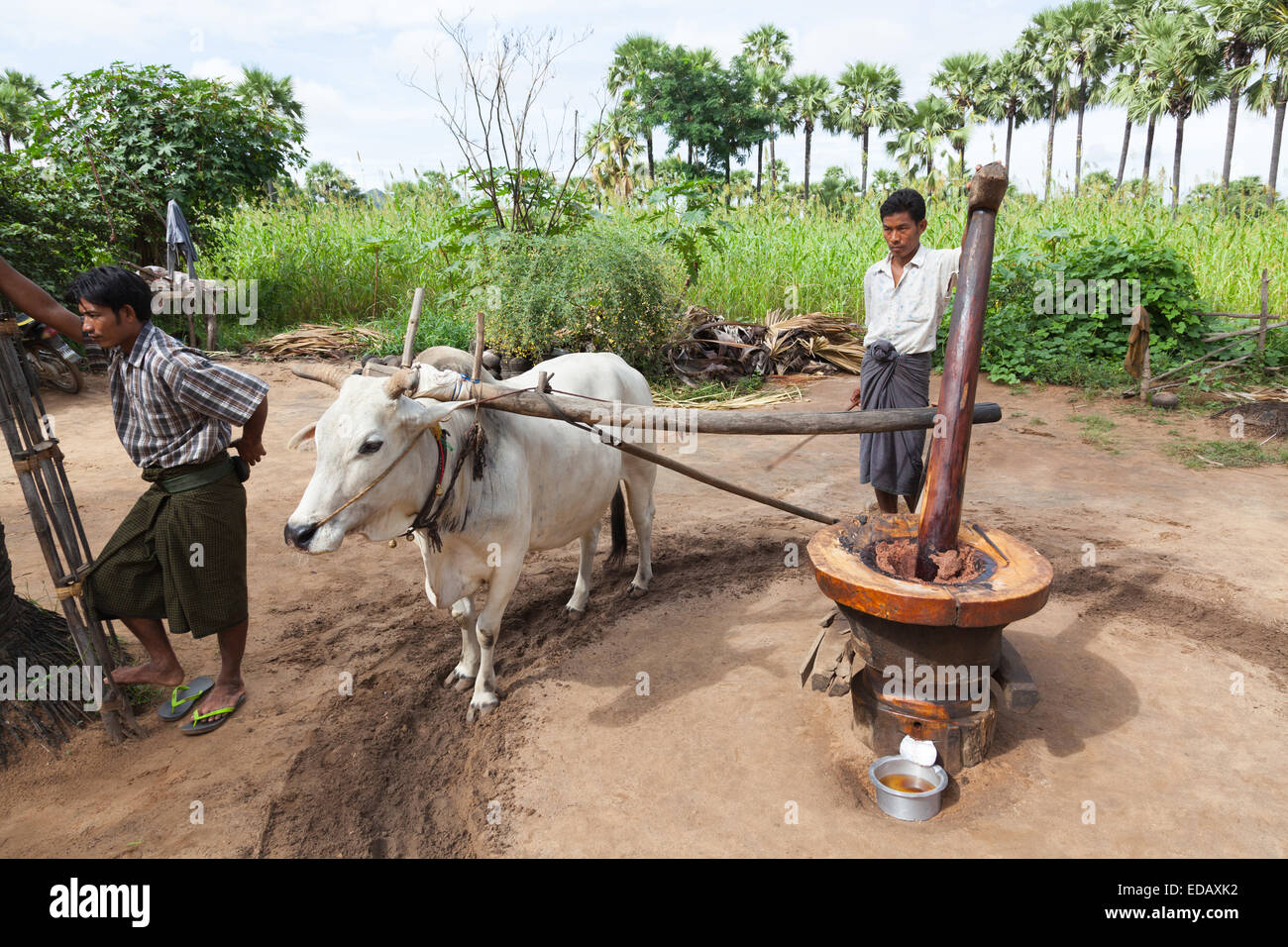 Macinazione di bue Olio di Noci, vicino a Bagan, Myanmar Foto Stock