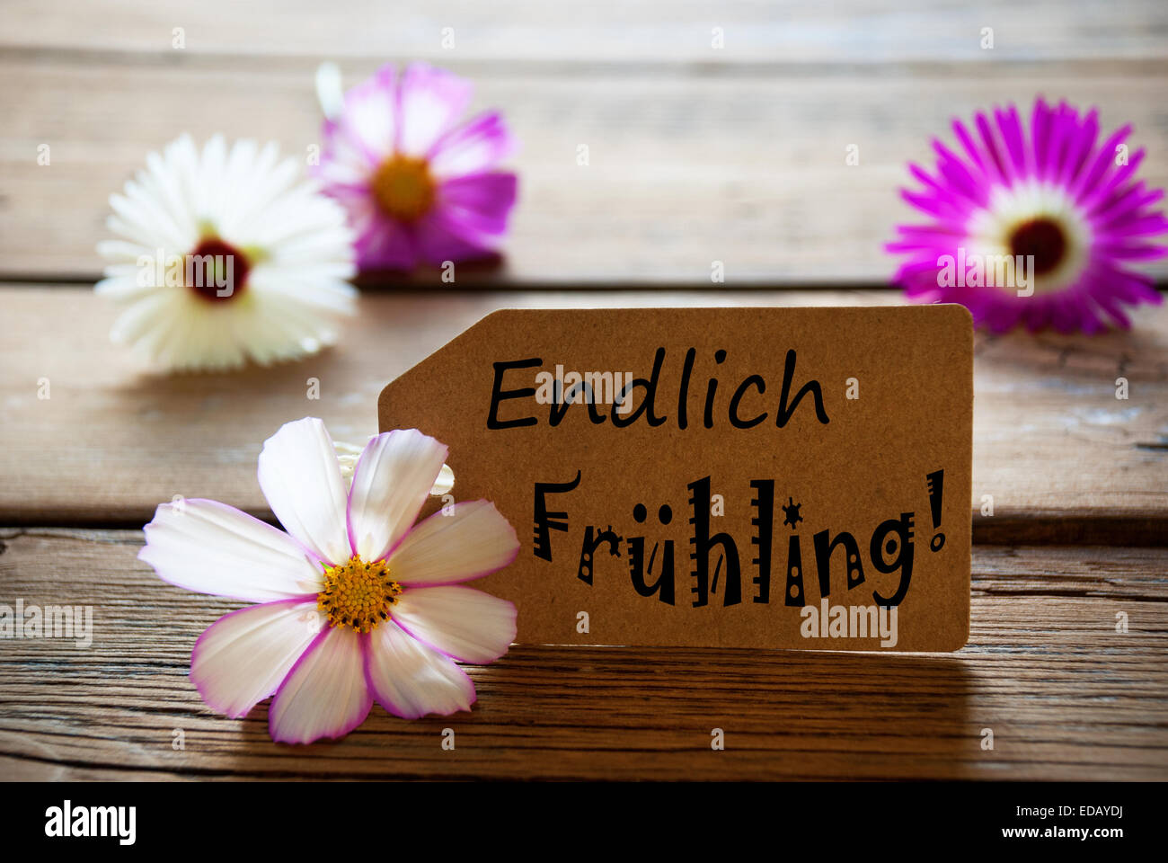 Etichetta marrone con testo tedesco Endlich Frühling con viola e bianco fiori Cosmea su sfondo di legno Vintage retrò o rustico Foto Stock