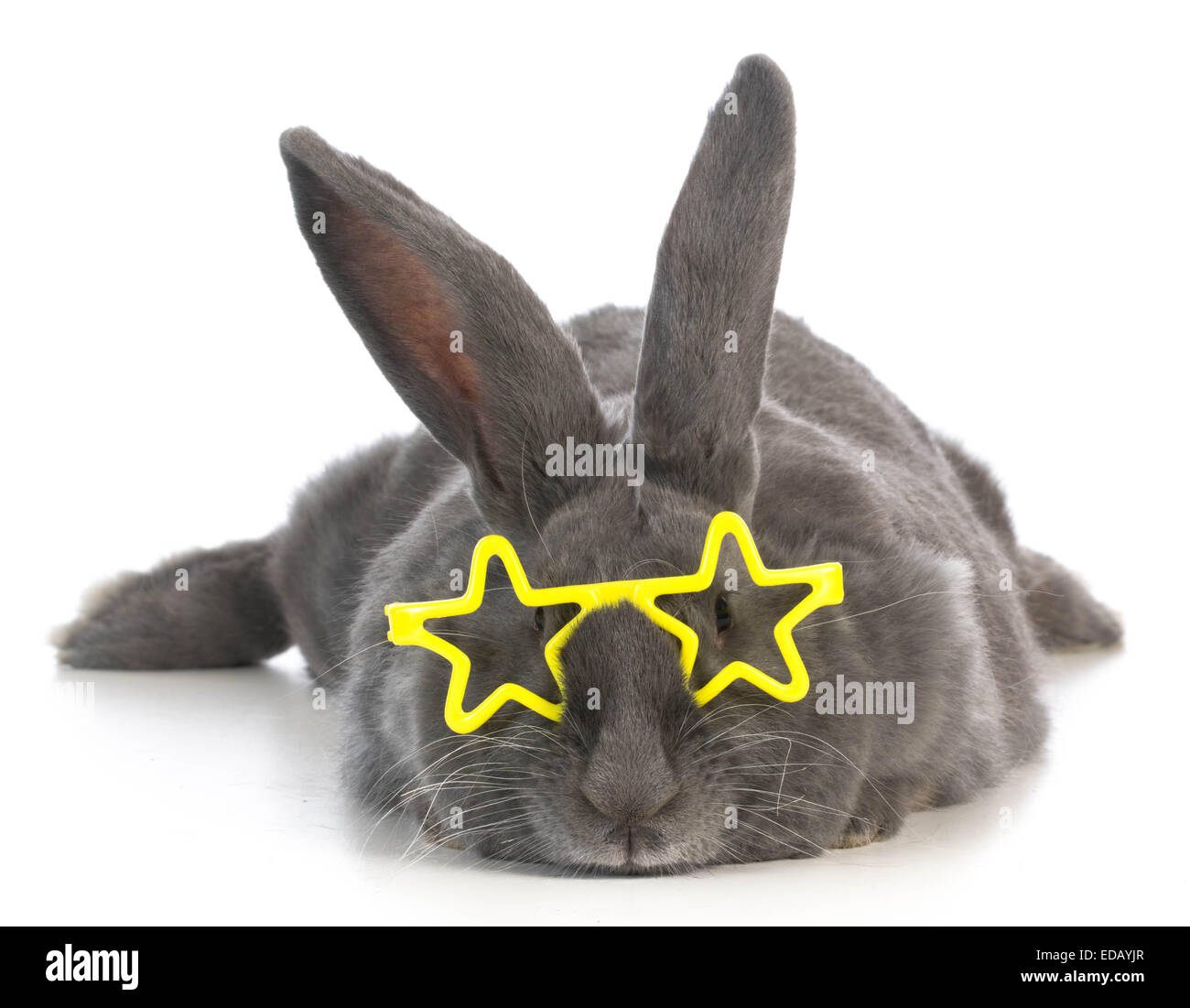 Famoso bunny - coniglio indossando occhiali stella su sfondo bianco Foto Stock