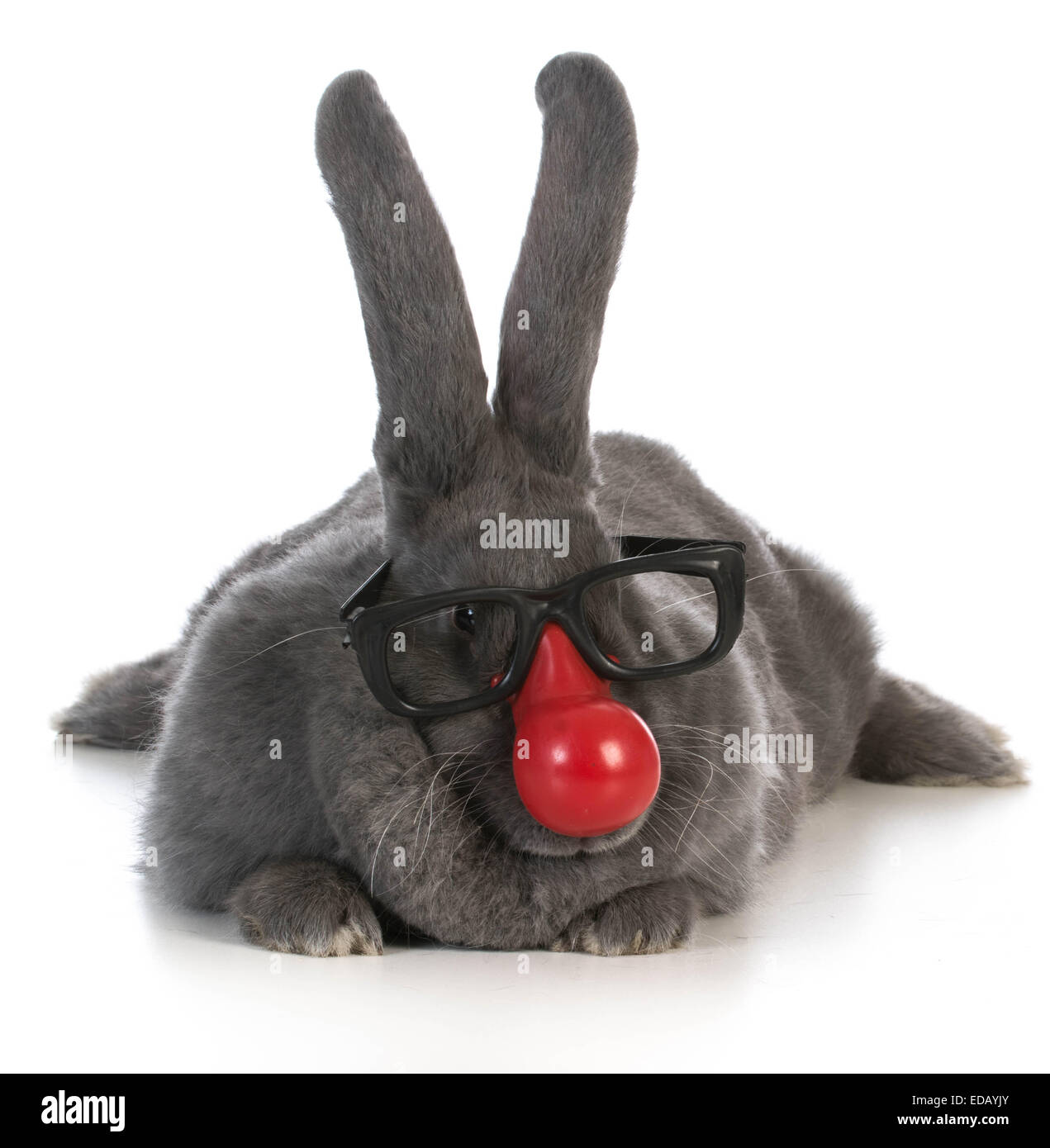 Funny bunny - gigantesco coniglio fiamminga indossando clown naso e occhiali su sfondo bianco Foto Stock