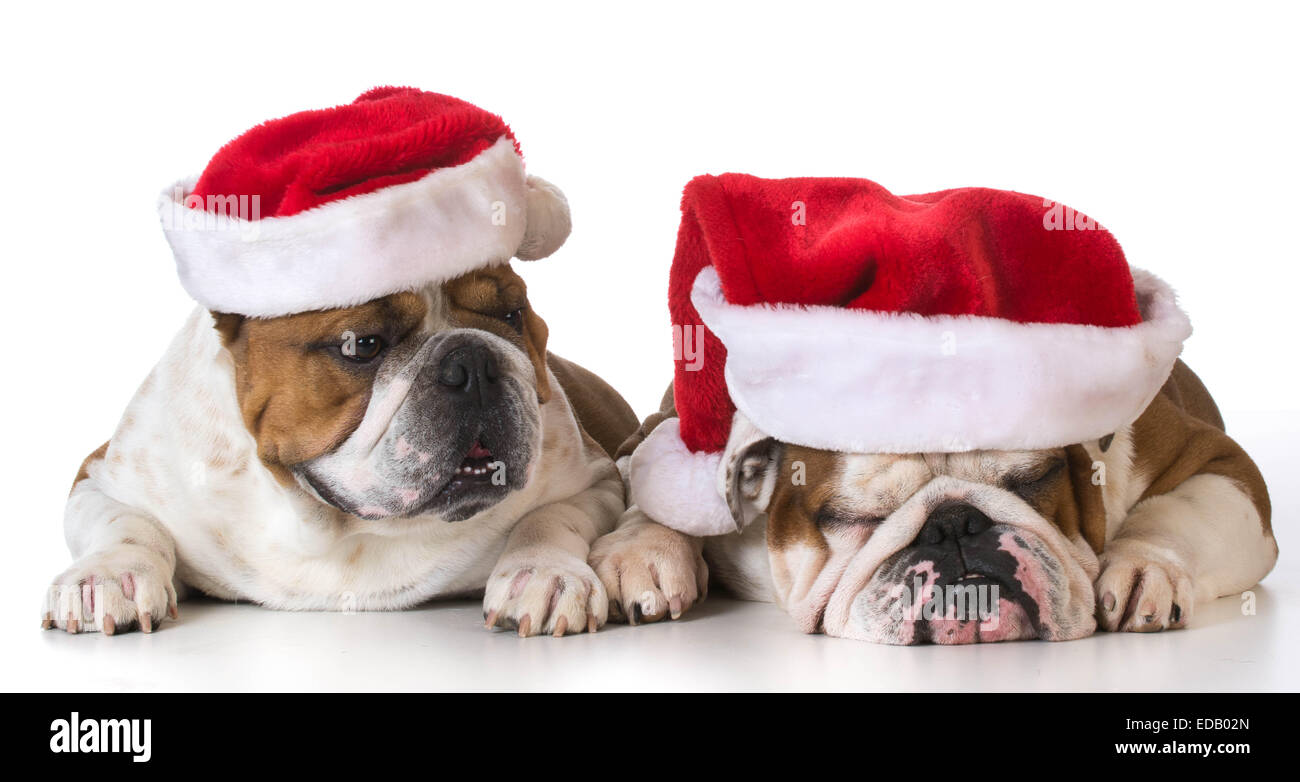 Babbo Natale English.Cane Santas English Bulldog Indossando Cappelli Di Babbo Natale Su Sfondo Bianco Foto Stock Alamy