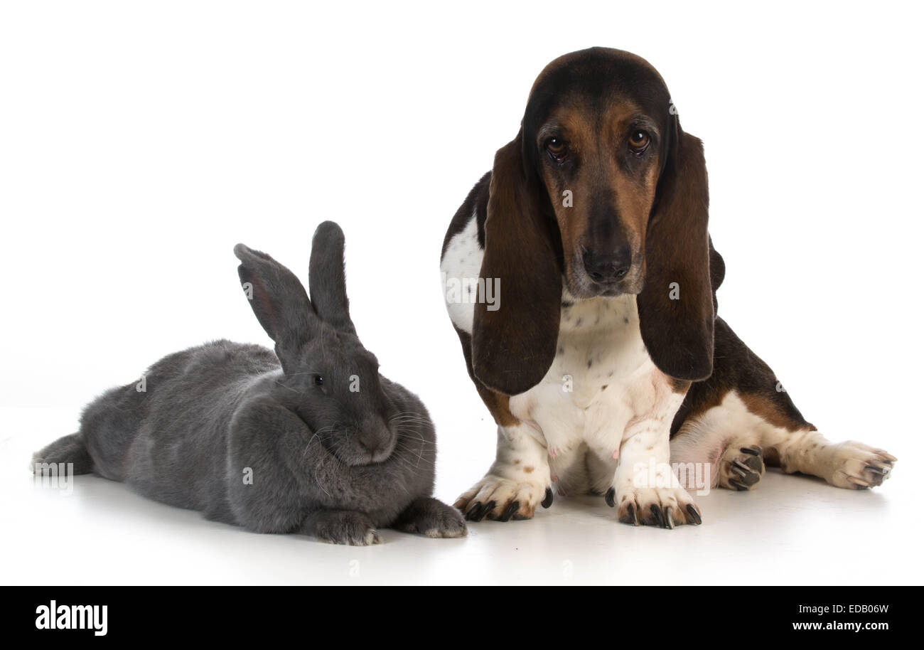 Cane da caccia - Basset Hound seduto accanto a un gigantesco coniglio fiamminga su sfondo bianco Foto Stock