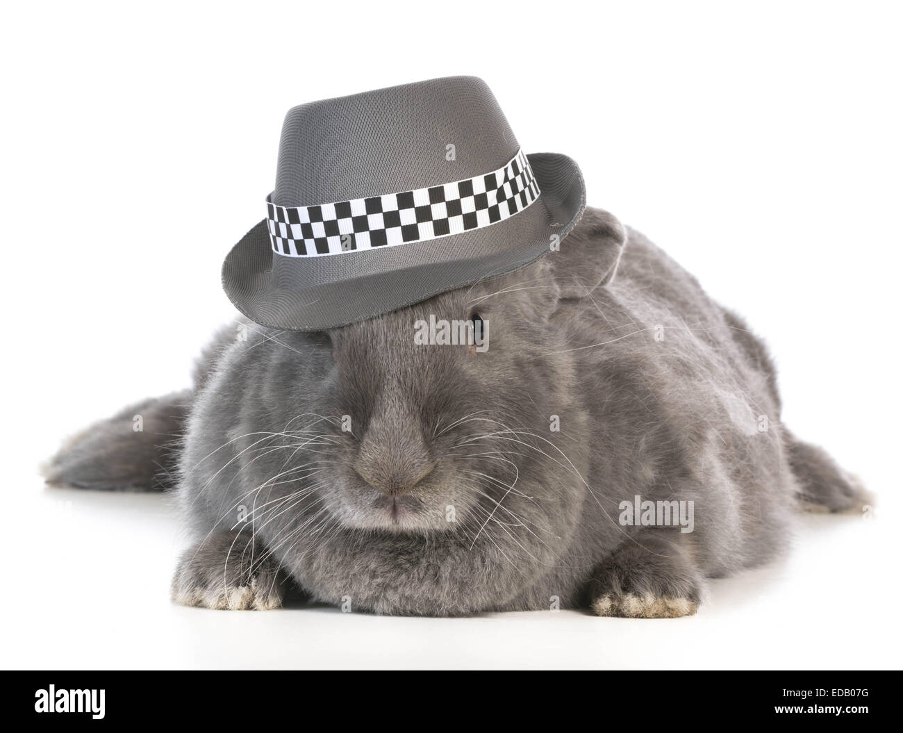 Funny bunny - gigantesco coniglio fiamminga indossando fedora su sfondo bianco Foto Stock