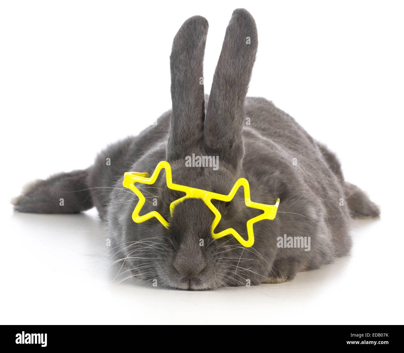 Famoso bunny - coniglio indossando occhiali stella su sfondo bianco Foto Stock