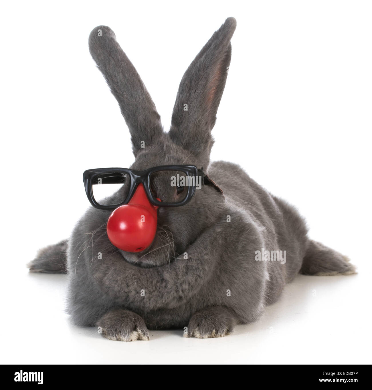 Funny bunny - gigantesco coniglio fiamminga indossando clown naso e occhiali su sfondo bianco Foto Stock
