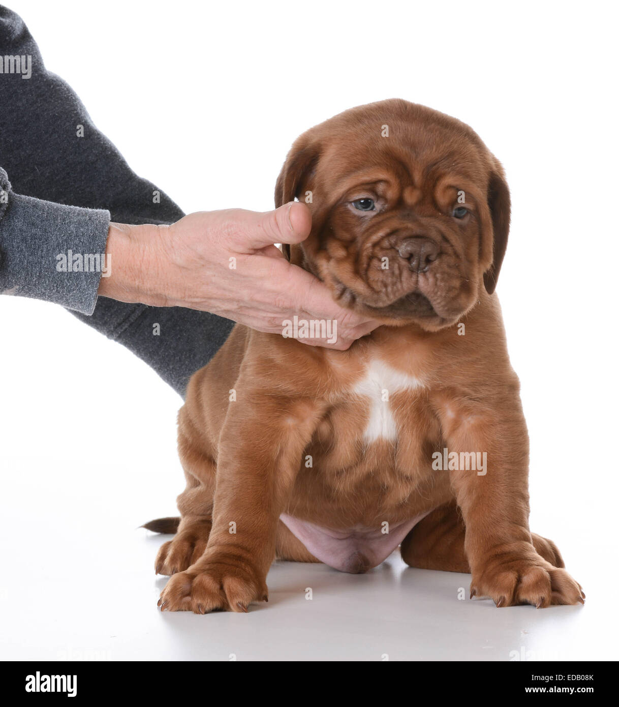 Mani puppy in una seduta su sfondo bianco - 5 settimane vecchio Dogue de Bordeaux cucciolo Foto Stock