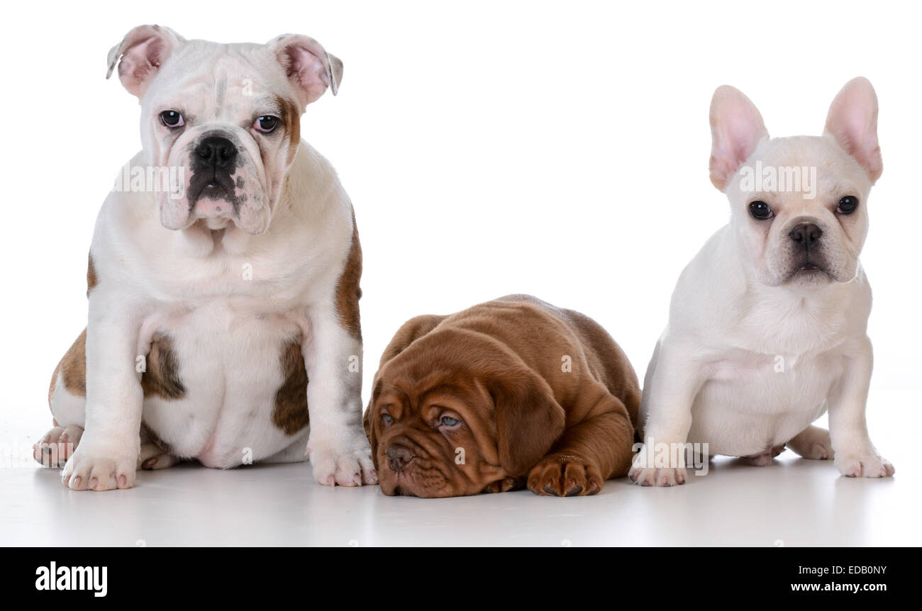 Tre Cuccioli Bulldog Inglese Dogue De Bordeaux E Bulldog Francese Isolati Su Sfondo Bianco Foto Stock Alamy