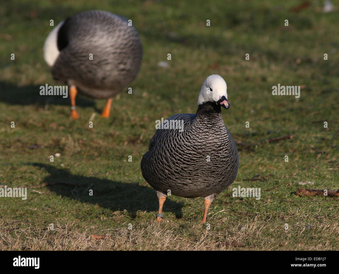 Pacific Imperatore Goose (Chen canagica), un altro non focalizzato in background, visto mentre preening piume Foto Stock
