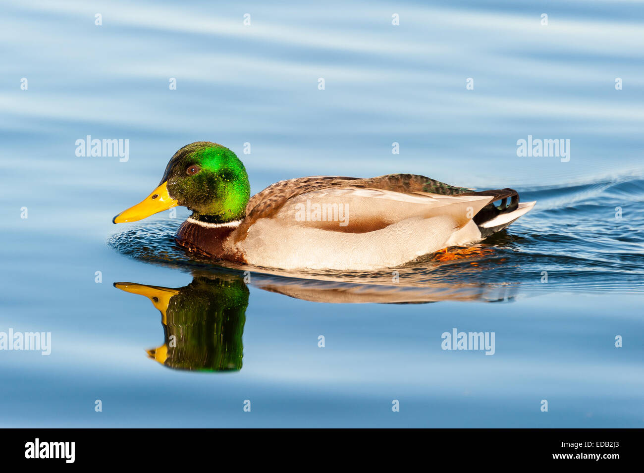 Esempio maschio adulto di Mallard duck con calma a nuotare in acque blu del lago Foto Stock
