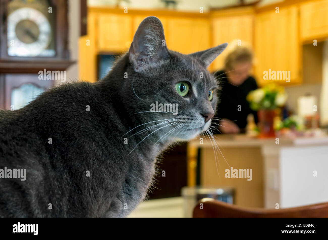 Domestico vigile tabby cat guarda attentamente a qualcosa al di fuori della finestra mentre la sua padrona prepara la cena in cucina. Foto Stock