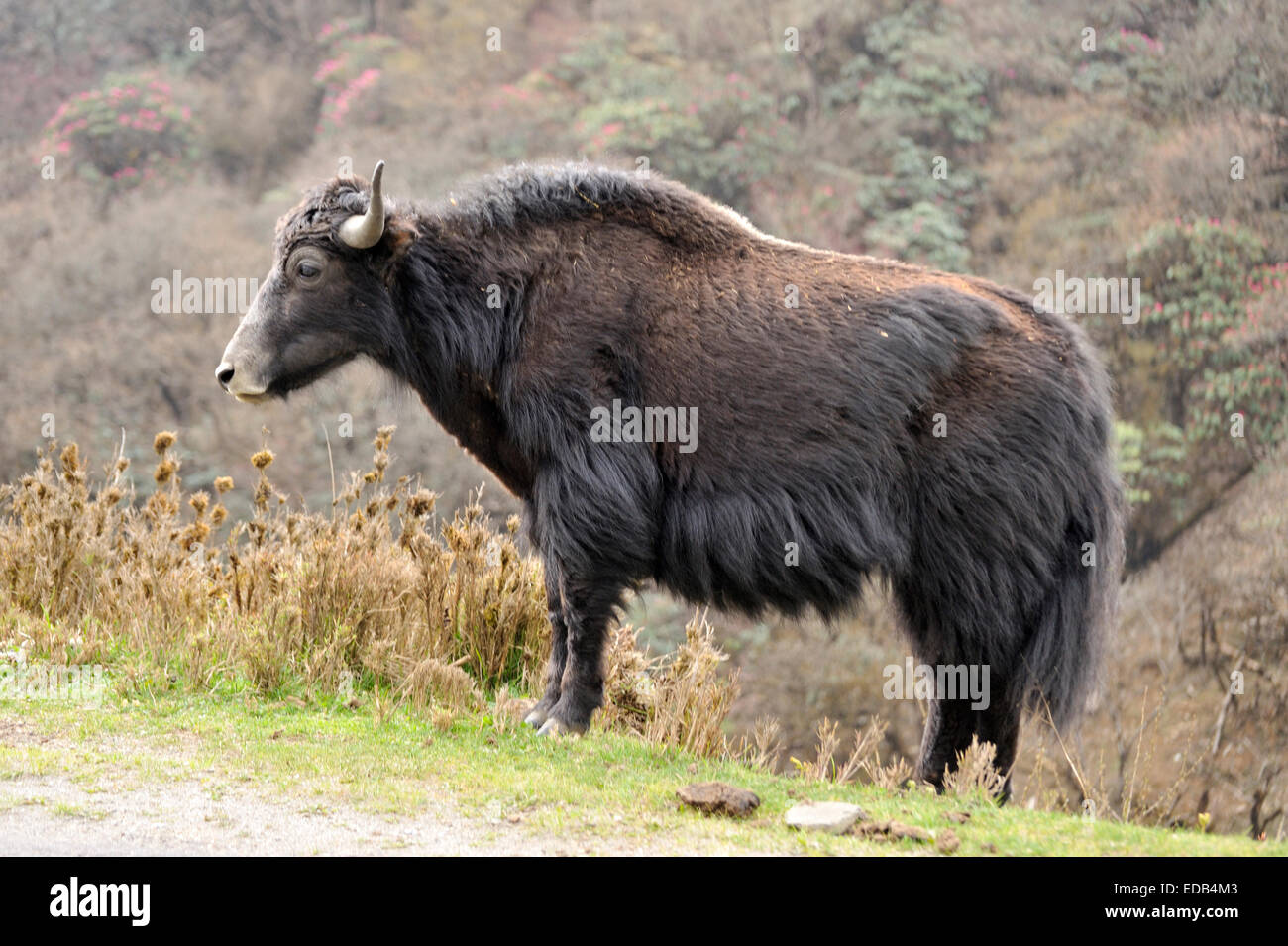 Yak, Bhutan Foto Stock