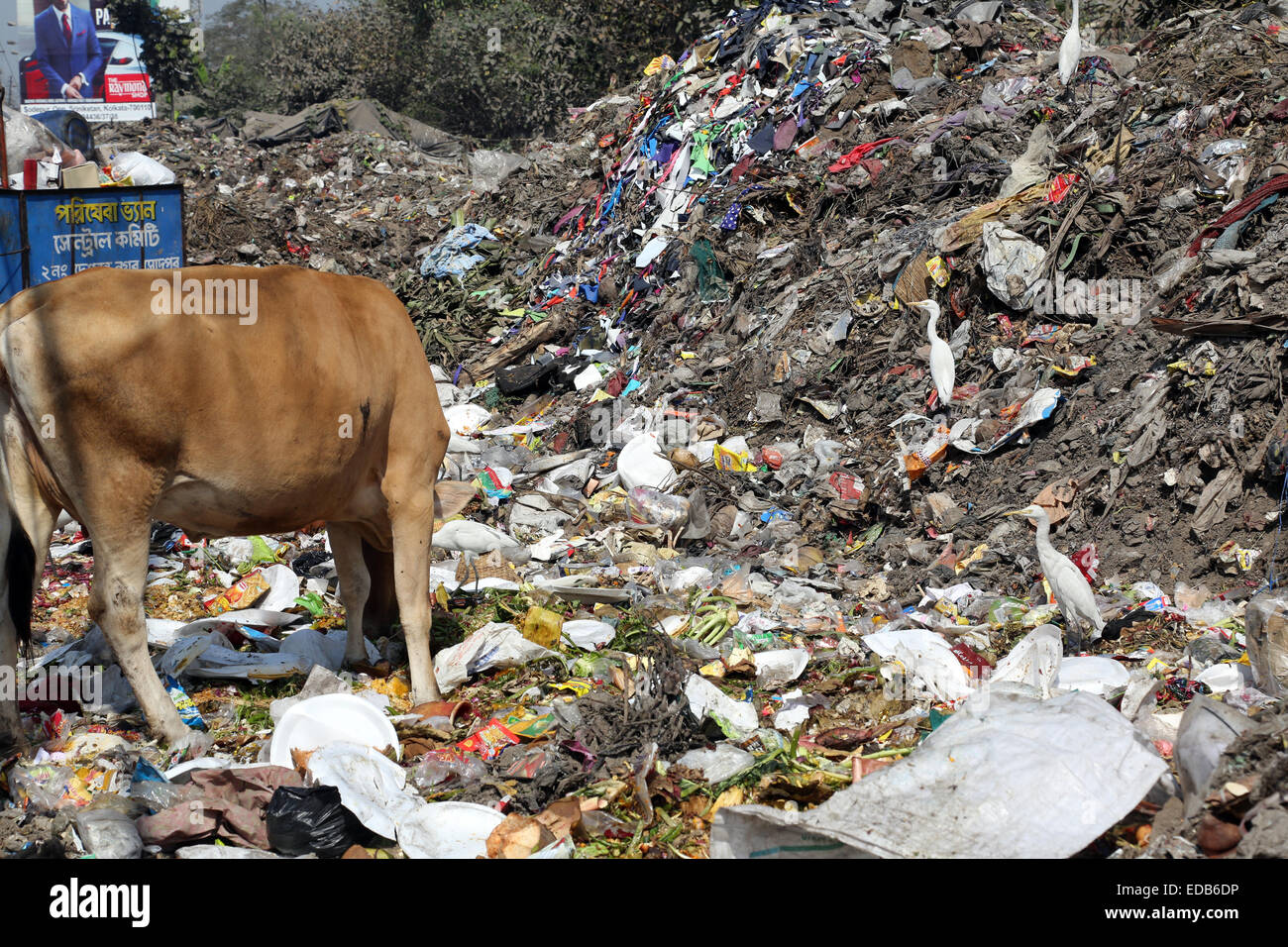 Strade di Kolkata. Gli animali nella heap del cestino Foto Stock