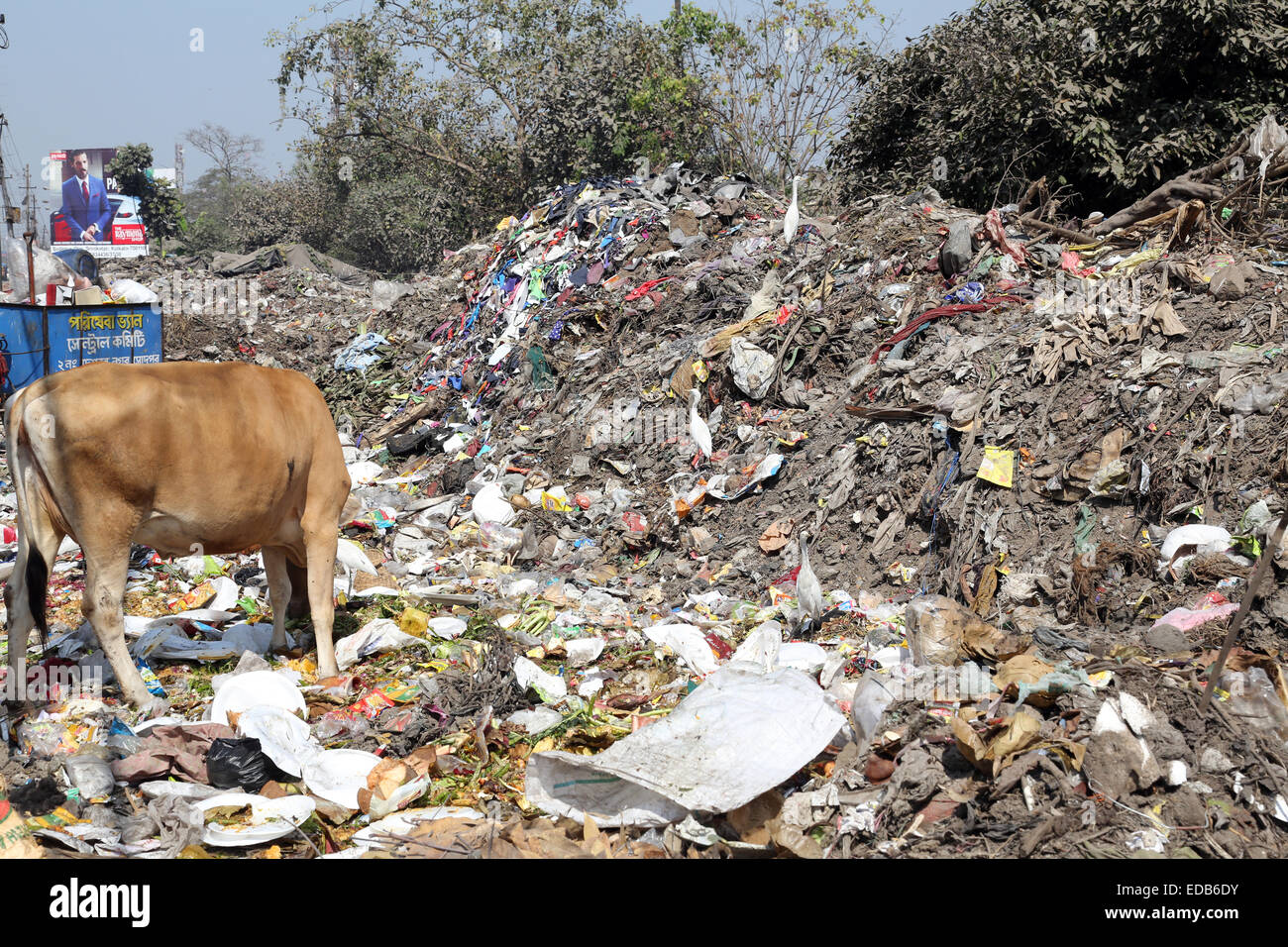 Strade di Kolkata. Gli animali nella heap del cestino Foto Stock