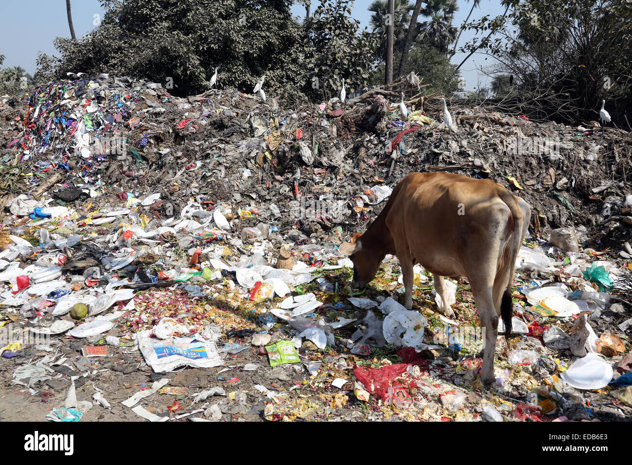 Strade di Kolkata. Gli animali nella heap del cestino Foto Stock