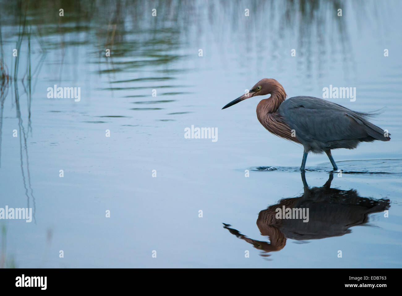Airone rossastro al punto di nero, Merrit Island NWR Foto Stock