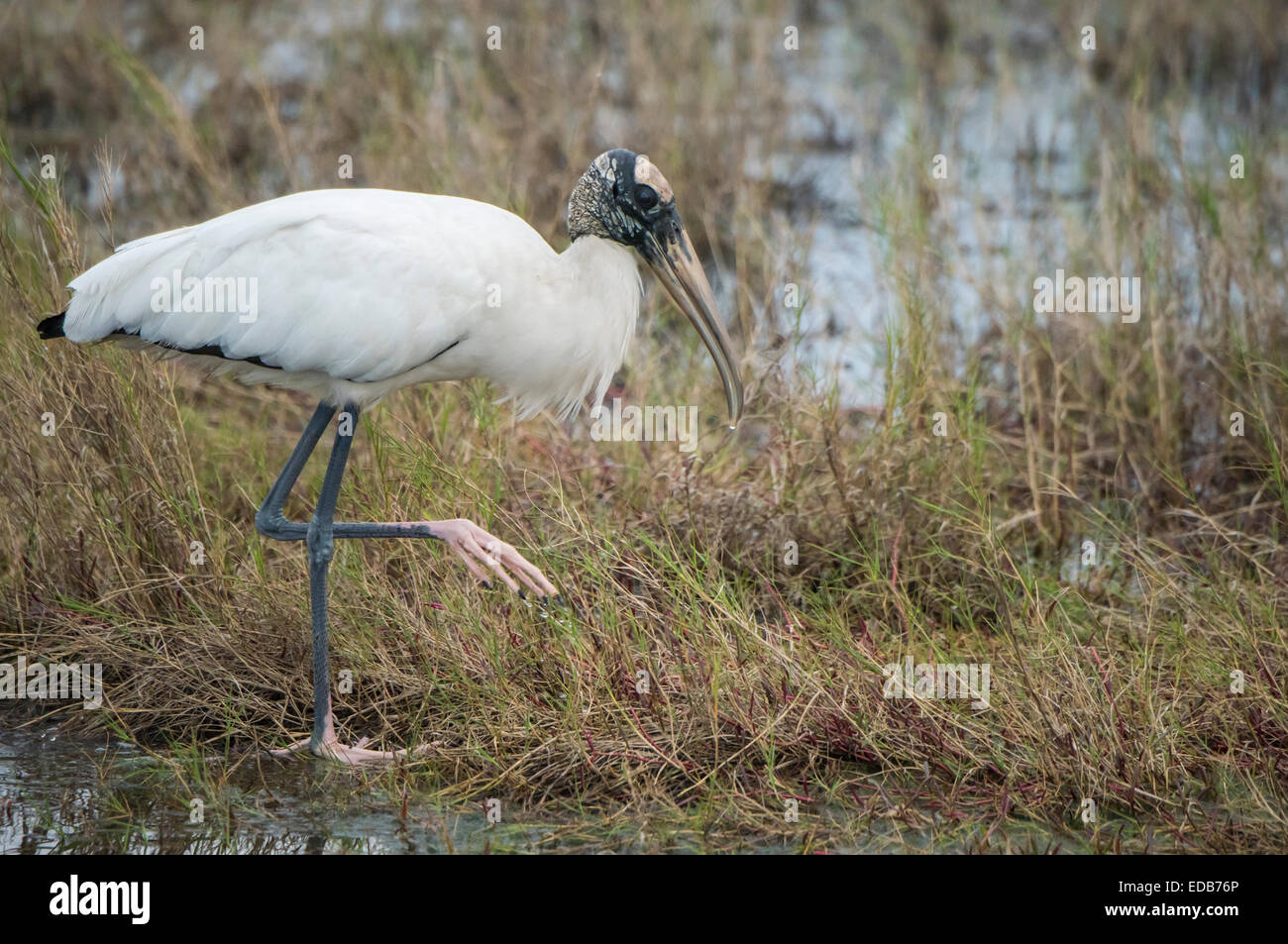 In corrispondenza del punto di nero per la trasmissione della fauna selvatica, Merritt Island NWR Foto Stock