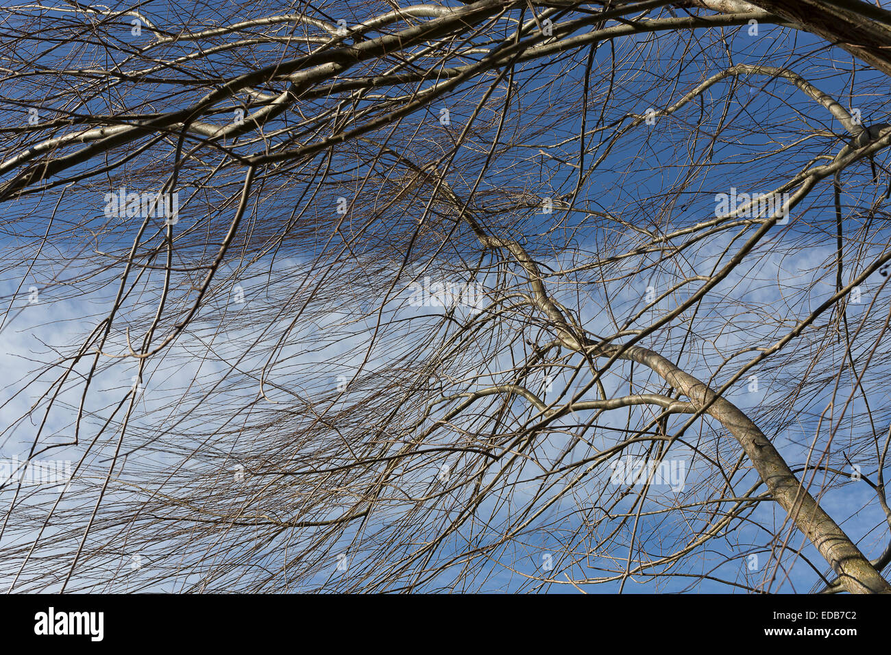 Rami di albero di salice nel vento Foto Stock