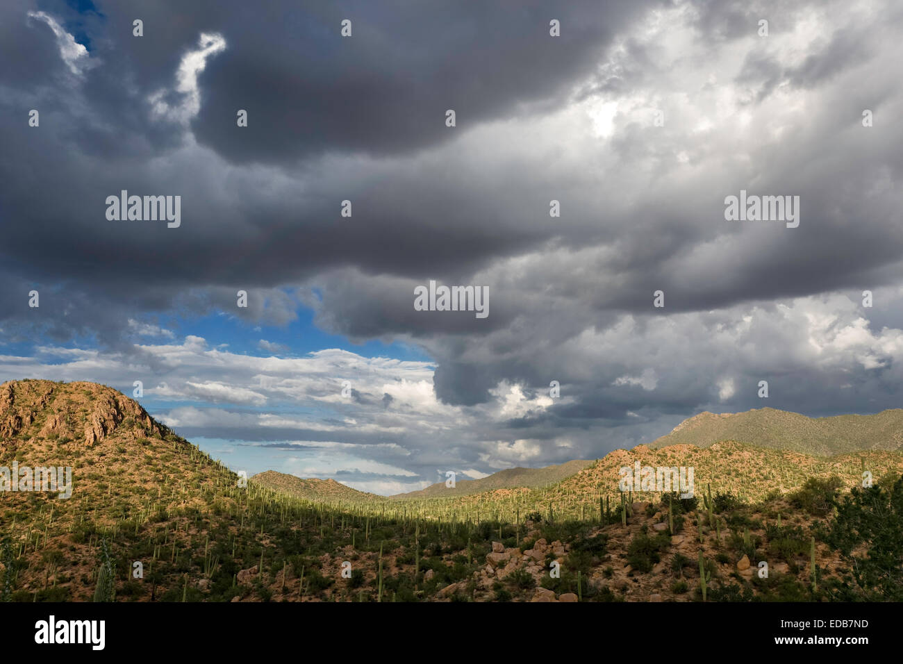 Ampie vedute del vasto paesaggio dell'Arizona, Estate monsone di nubi sul Parco nazionale del Saguaro West, Tucson Foto Stock