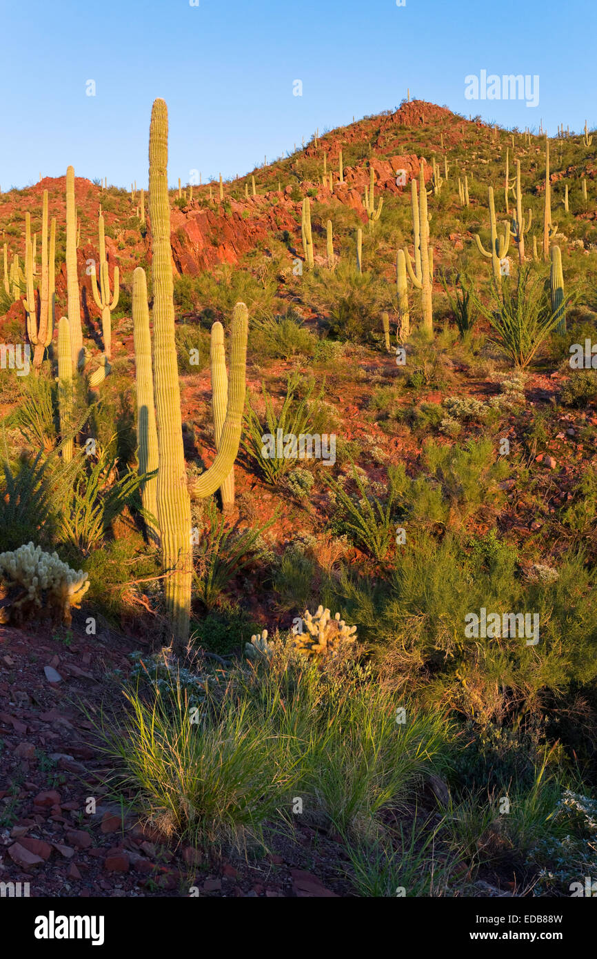 Lussureggiante vegetazione Sonoran contro rosso colline, Parco nazionale del Saguaro West, Tucson, Arizona Foto Stock