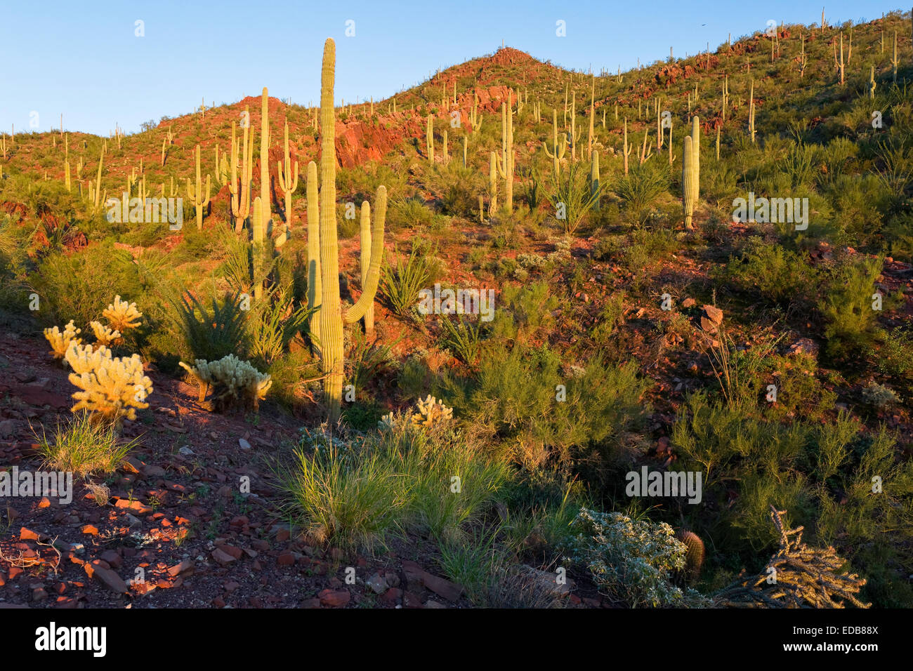 Lussureggiante vegetazione Sonoran contro rosso colline, Parco nazionale del Saguaro West, Tucson, Arizona Foto Stock