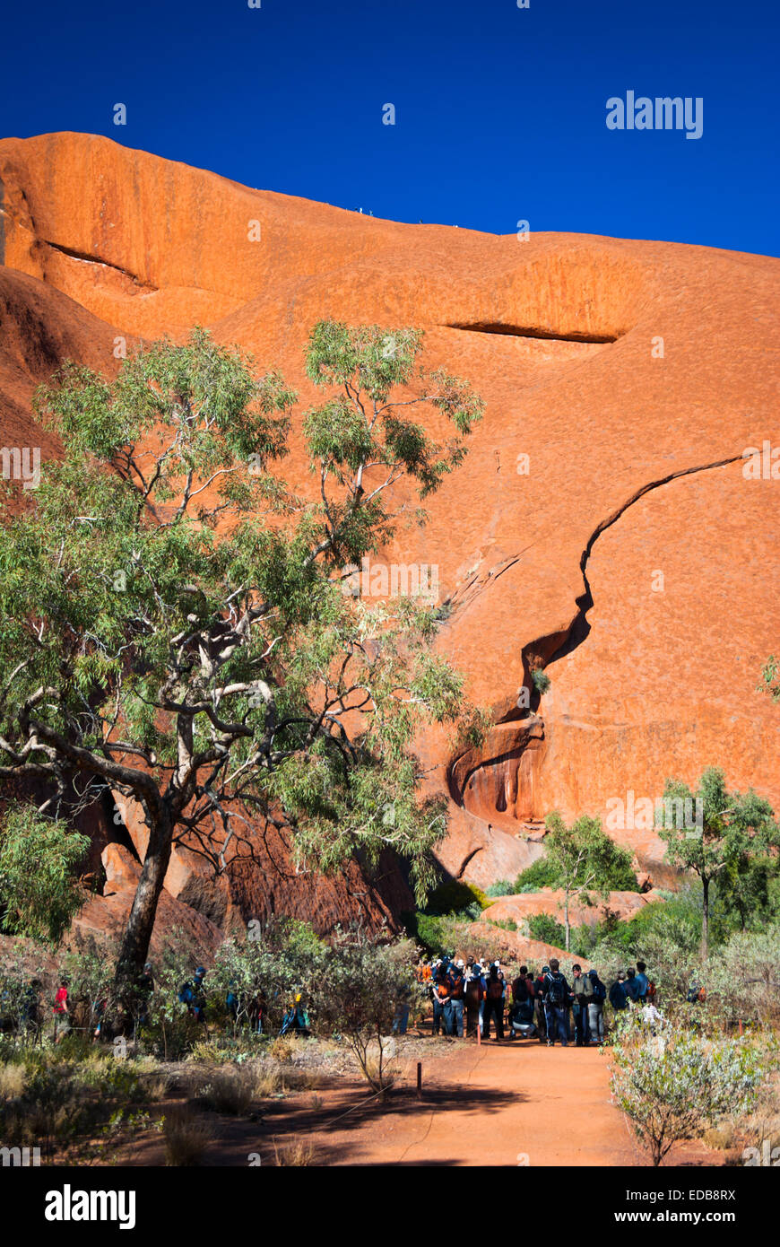 Gruppo di Tour visualizzazione sito sacro alla base del punto di riferimento Uluru (Ayers Rock), Australia Foto Stock