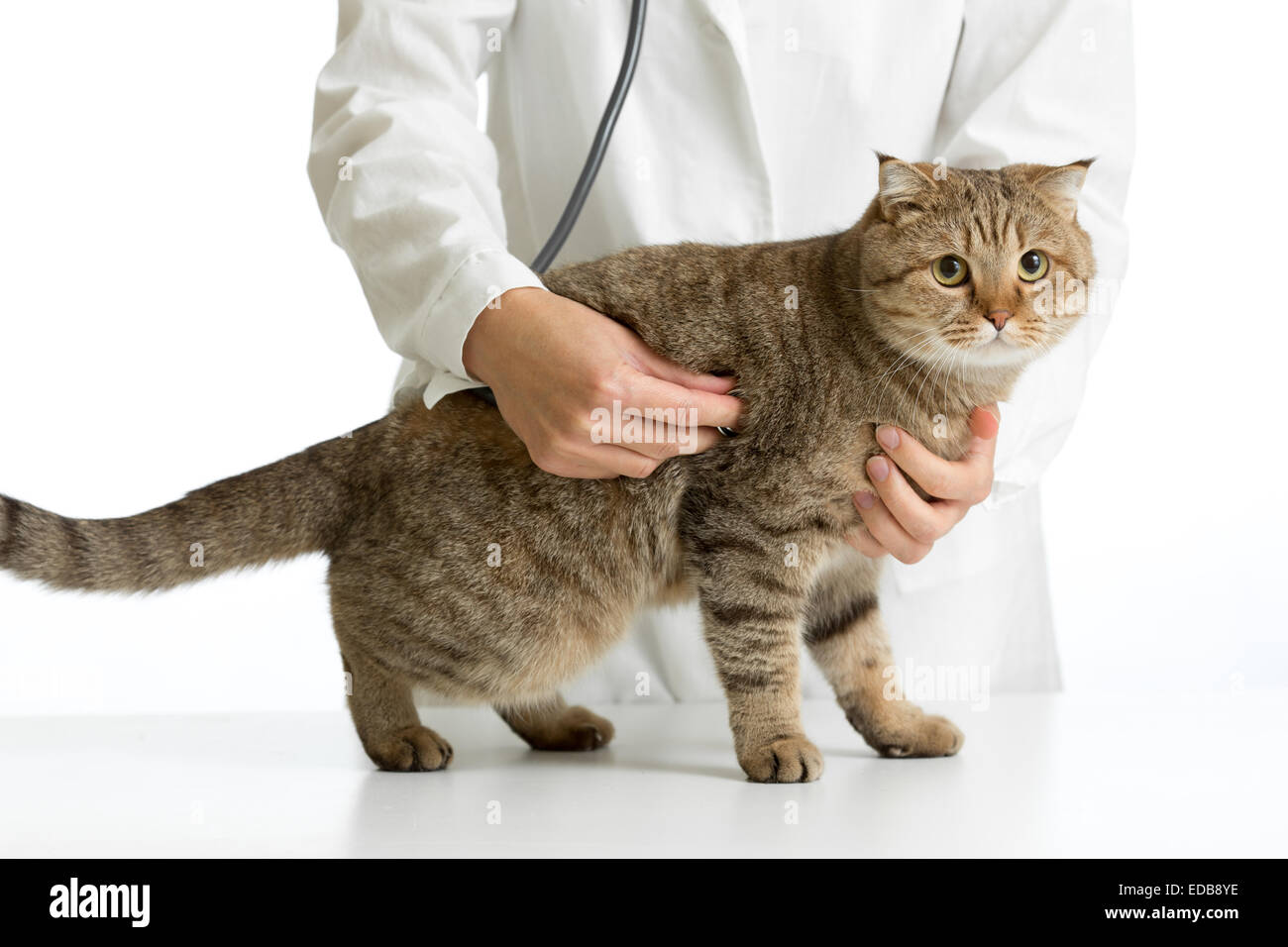 Medico Veterinario con british cat isolato Foto Stock