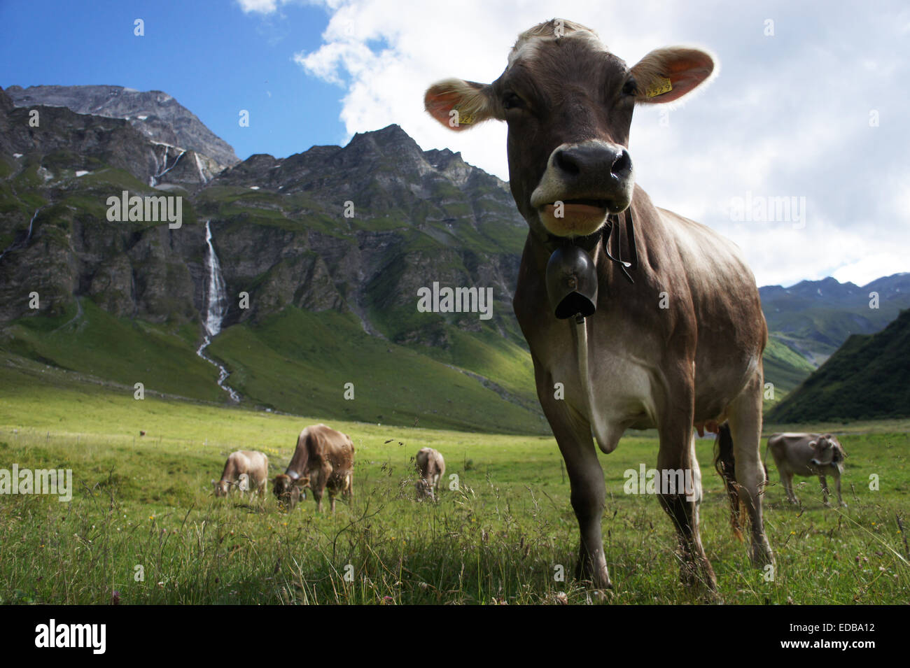 Bruno Vacca di razza sul pascolo alpino in Safiental, Grigioni alpi, Piz Annarosa (sinistra), Svizzera Foto Stock