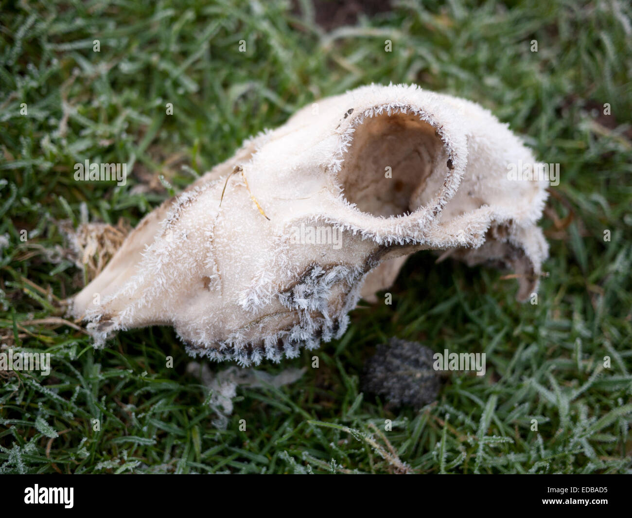 Pecora congelata del cranio coperto di brina trasformata per forte gradiente Foto Stock