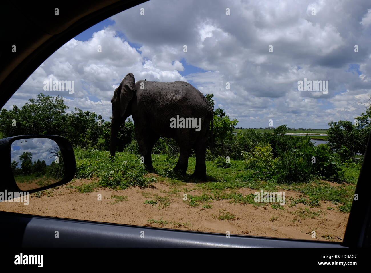 Bull africano Elefante africano (Loxodonta africana) fotografato attraverso la finestra sorge accanto alla strada come una delle quattro ruote il veicolo passa da. Chobe Botswana. Foto Stock