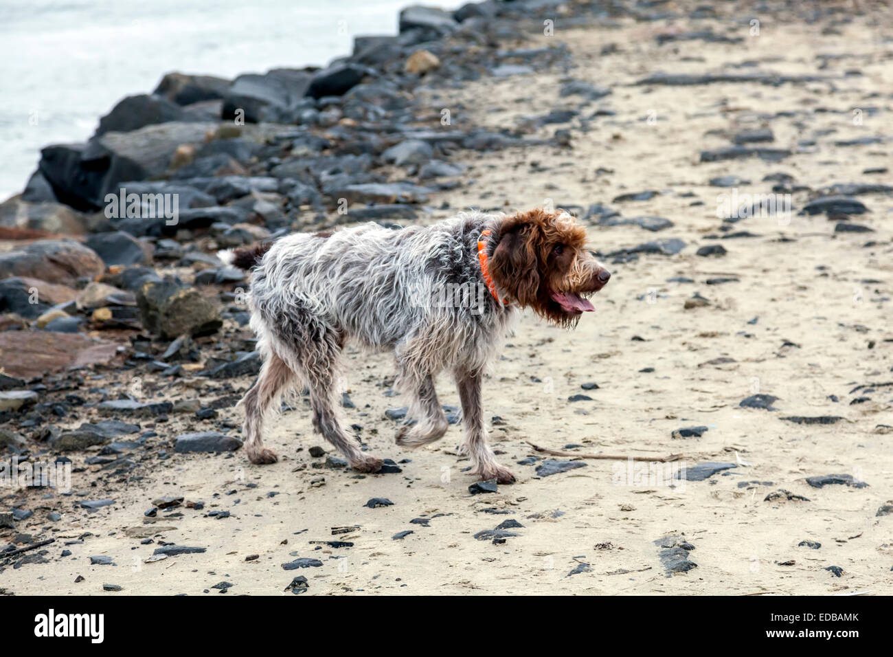 Umidità e sabbia di puntamento Wirehaired Griffon cane a.k.a. Korthals Grifone è un cacciatore e gundog ben adatti per ambienti umidi. Foto Stock Umidità e sabbia di puntamento Wirehaired Griffon cane a.k.a. Korthals Grifone è un cacciatore e gundog ben adatti per ambienti umidi. Foto Stock