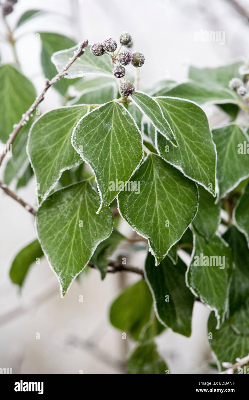 smerigliato foglie Foto Stock