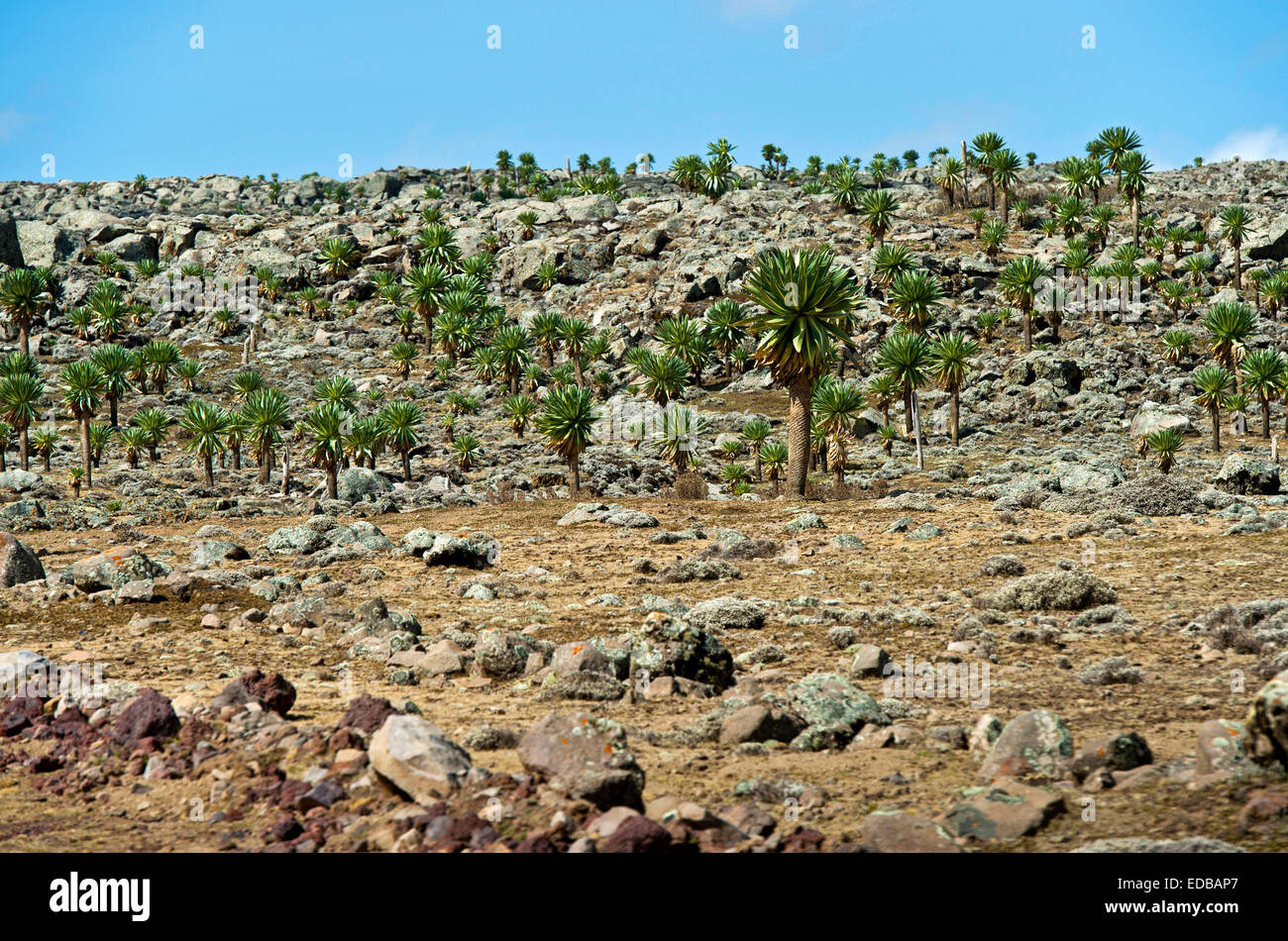 Giant lobelias (lobelia rhyncopetalum), sanetti plateau, montagne di balle, oromiya, Etiopia Foto Stock