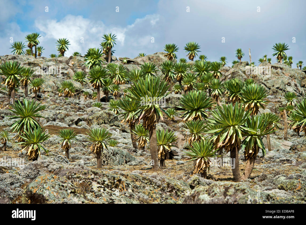Giant lobelias (lobelia rhyncopetalum), sanetti plateau, montagne di balle, oromiya, Etiopia Foto Stock