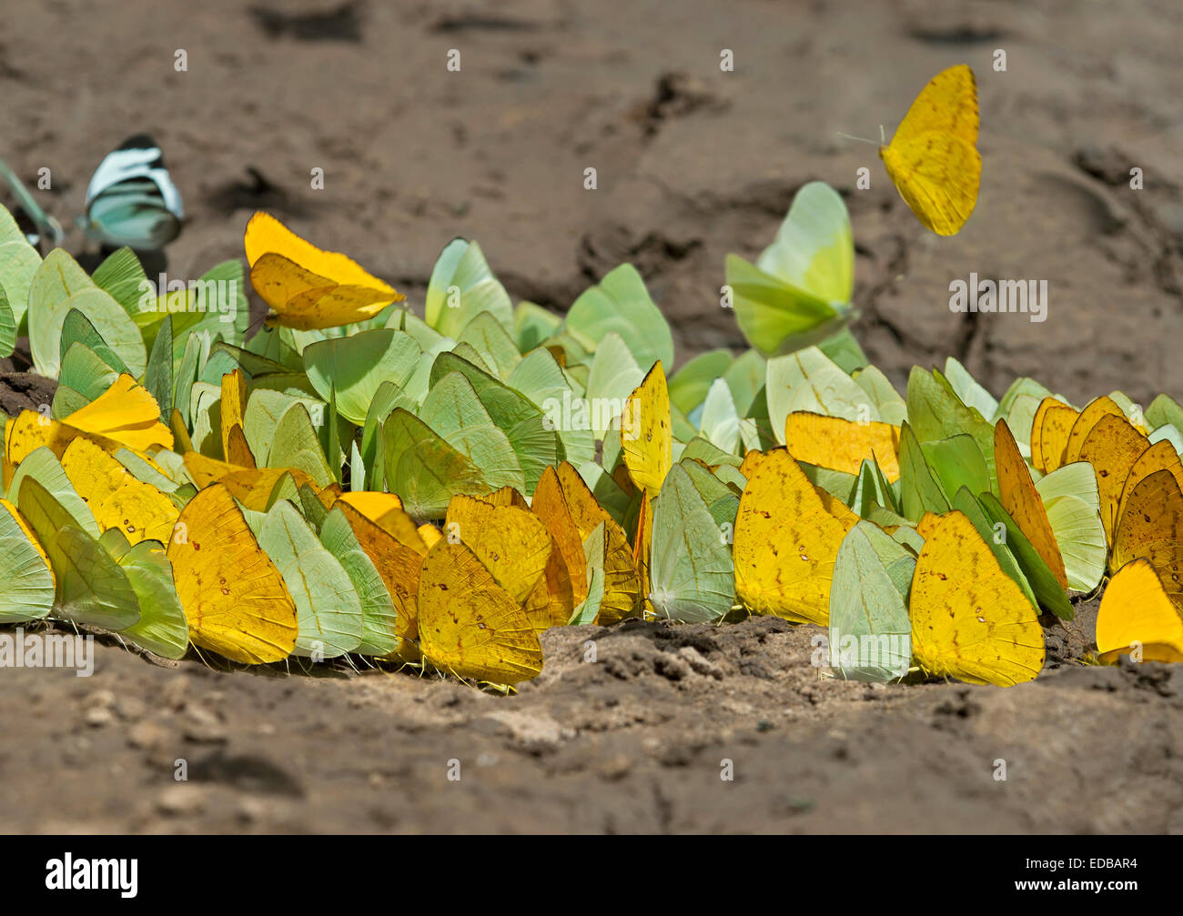 Fango-copertura farfalle (aphrissa sp., phoebis solfuri, itaballia demophile) Tambopata National Reserve, di Madre de Dios, Perù Foto Stock