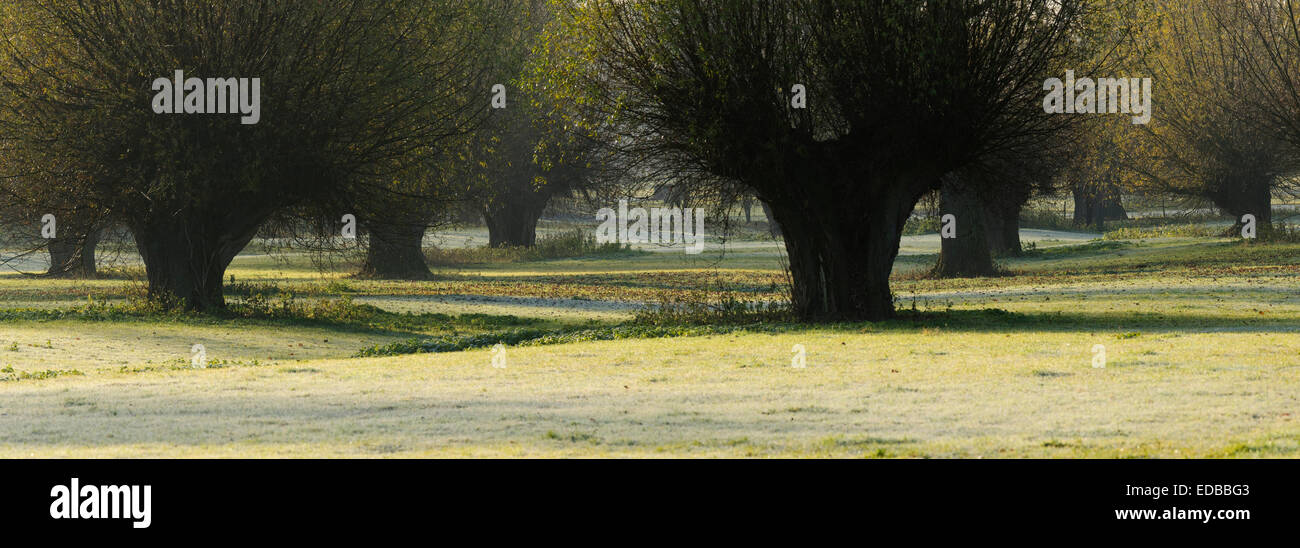 Pollard salici nel Basso Reno area, Himmelgeister Rheinbogen riserva naturale, Düsseldorf, Renania settentrionale-Vestfalia, Germania Foto Stock