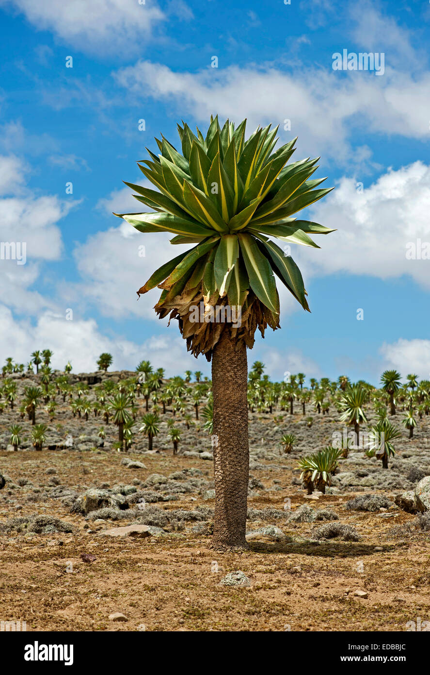 Lobelia gigante (lobelia rhyncopetalum), sanetti plateau, montagne di balle, Etiopia Foto Stock