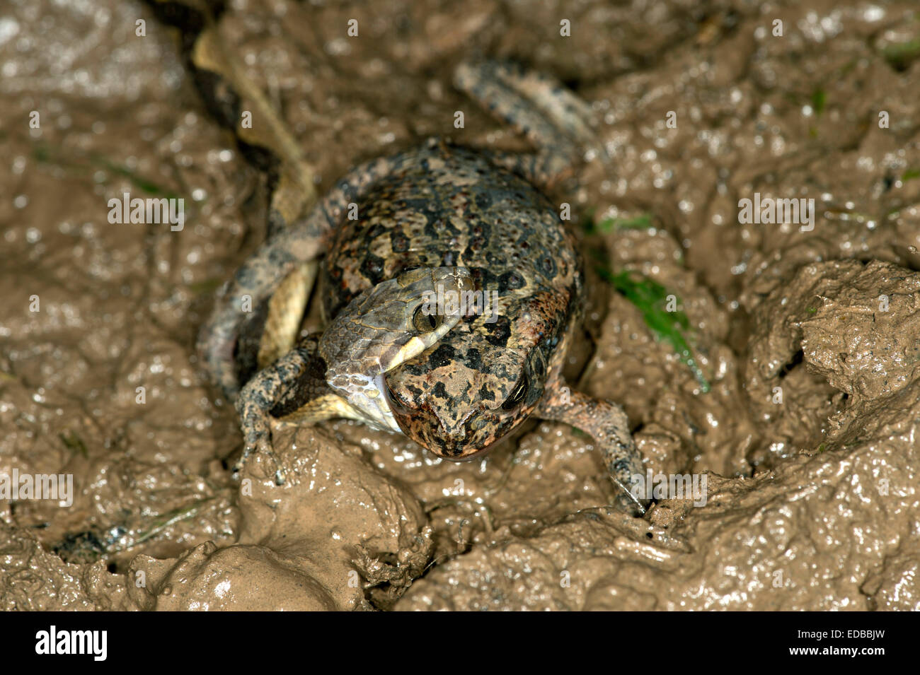 Nastrare il cat-eyed snake (Leptodeira annulata) aver catturato una rana, Tambopata National Reserve, di Madre de Dios, Perù Foto Stock