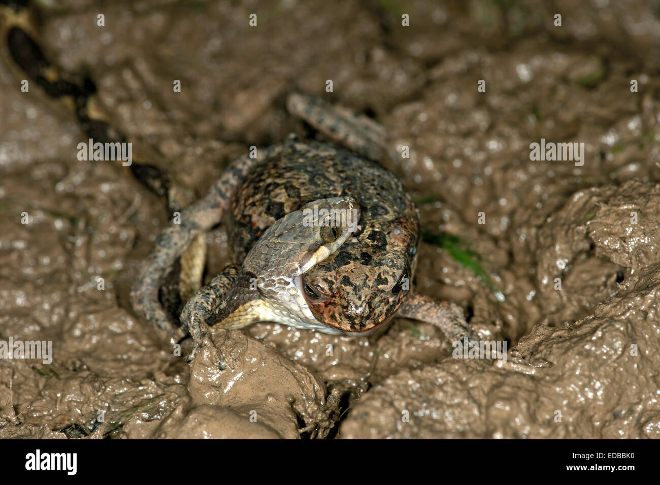 Nastrare il cat-eyed snake (Leptodeira annulata) aver catturato una rana, Tambopata National Reserve, di Madre de Dios, Perù Foto Stock