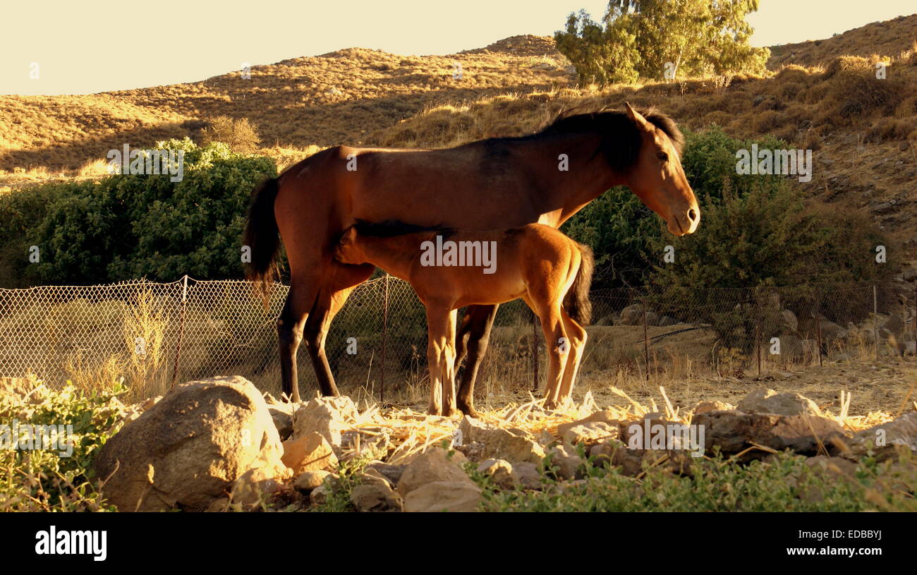 Mom alimenta il suo bambino cavallo nel campo Foto Stock