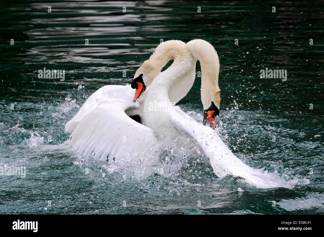 Due cigni (Cygnus olor) combattimenti, fiume Altmühl, Baviera, Germania Foto Stock