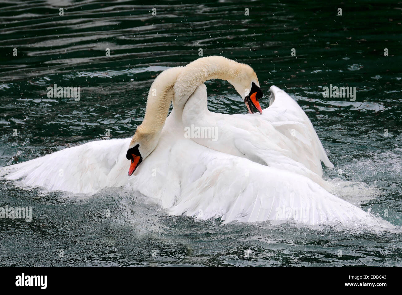 Due cigni (Cygnus olor) combattimenti, fiume Altmühl, Baviera, Germania Foto Stock