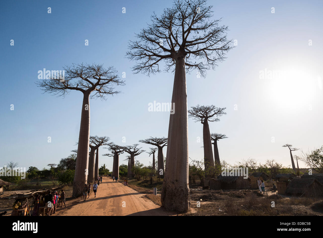 Viale di baobab o Baobab Alley, Grandidier il baobab (Adansonia grandidieri), Morondava, Madagascar Foto Stock