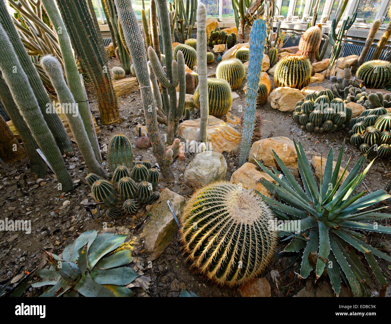 Varie cactus nel giardino botanico di Ginevra, Svizzera Foto Stock