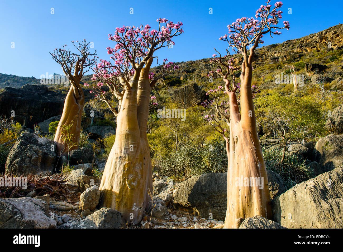 Bottiglia di alberi (Adenium obesum) in Bloom, specie endemiche e Socotra, Yemen Foto Stock