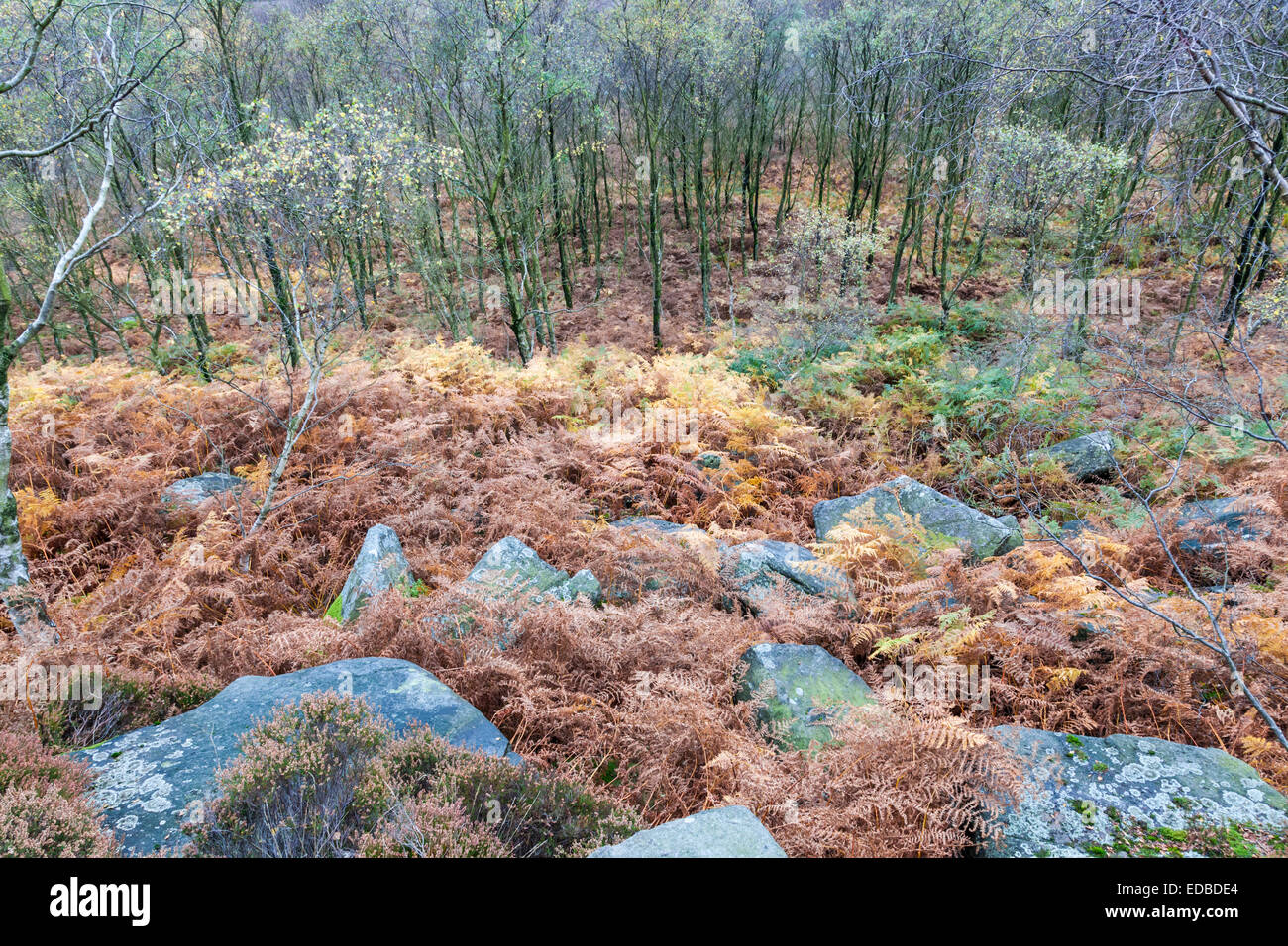 Guardando verso il basso una collina di bracken, gritstone rocce e alberi in autunno. Hathersage Moor, Derbyshire Yorkshire border, Peak District, England, Regno Unito Foto Stock