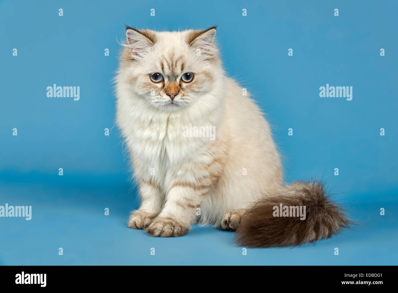British Longhair Cat Foto Stock