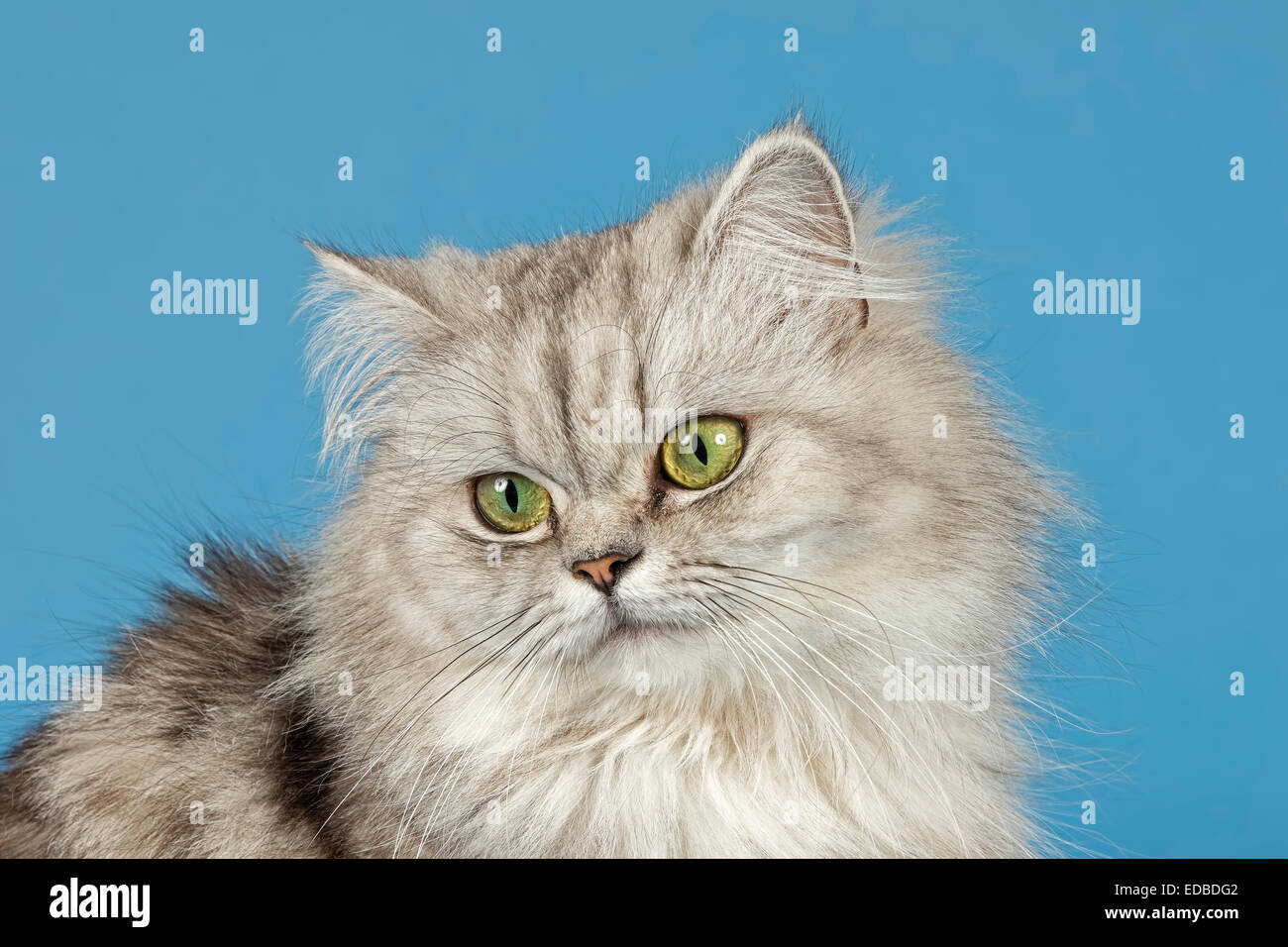 British Longhair Cat Foto Stock